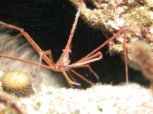 Arrow Crab, Freeport Grand Bahama- Taken with Nikon coolp... by Dean L. Kolnick 
